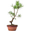 Pinus sylvestris, 36 cm, ± 7 jaar oud