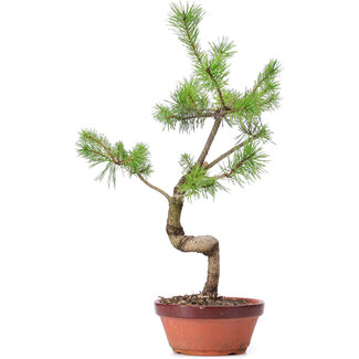 Pinus sylvestris, 43 cm, ± 7 anni