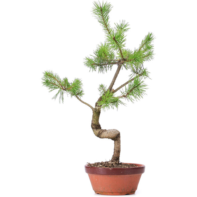 Pinus sylvestris, 43 cm, ± 7 jaar oud