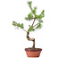 Pinus sylvestris, 43 cm, ± 7 anni