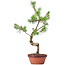 Pinus sylvestris, 43 cm, ± 7 jaar oud