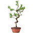 Pinus sylvestris, 43 cm, ± 7 jaar oud