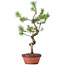 Pinus sylvestris, 43 cm, ± 7 years old