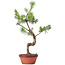 Pinus sylvestris, 43 cm, ± 7 anni