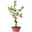 Pinus sylvestris, 43 cm, ± 7 years old