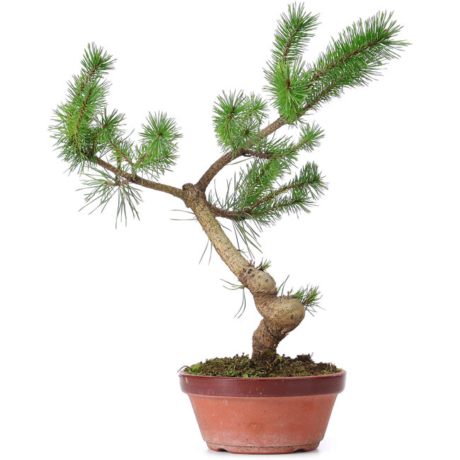 Pinus sylvestris, 34 cm, ± 7 jaar oud