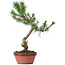 Pinus sylvestris, 34 cm, ± 7 anni