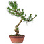 Pinus sylvestris, 34 cm, ± 7 ans