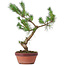 Pinus sylvestris, 34 cm, ± 7 jaar oud