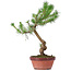 Pinus sylvestris, 34 cm, ± 7 ans