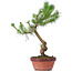 Pinus sylvestris, 34 cm, ± 7 jaar oud