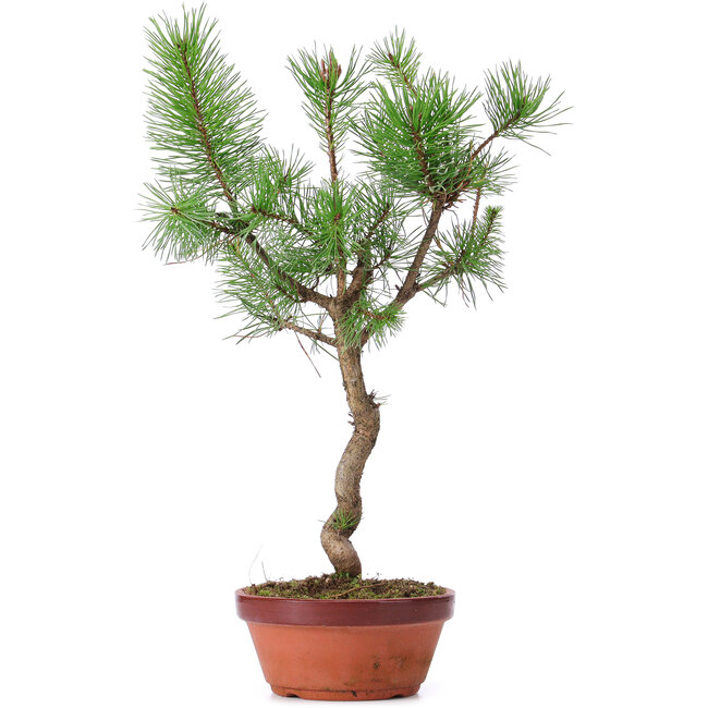 Pinus sylvestris, 43 cm, ± 7 jaar oud