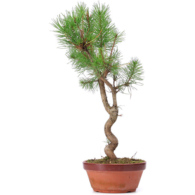 Pinus sylvestris, 43 cm, ± 7 Jahre alt