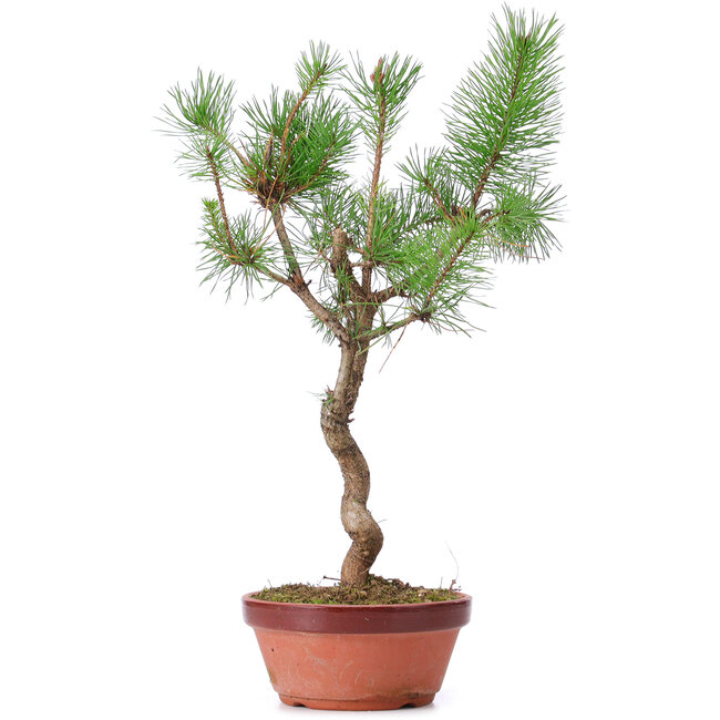 Pinus sylvestris, 43 cm, ± 7 años