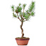 Pinus sylvestris, 43 cm, ± 7 ans