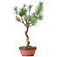 Pinus sylvestris, 43 cm, ± 7 jaar oud