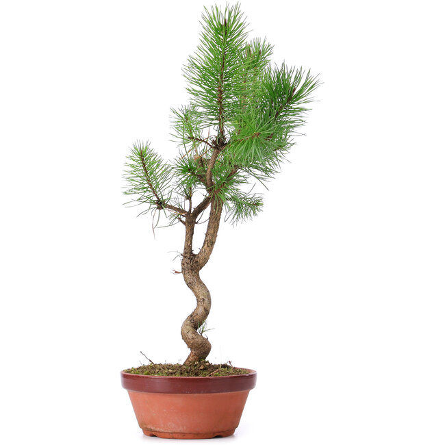 Pinus sylvestris, 43 cm, ± 7 jaar oud