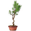 Pinus sylvestris, 43 cm, ± 7 jaar oud