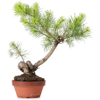 Pinus sylvestris, 39 cm, ± 7 años