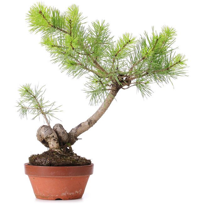 Pinus sylvestris, 39 cm, ± 7 years old