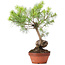 Pinus sylvestris, 39 cm, ± 7 jaar oud