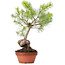 Pinus sylvestris, 39 cm, ± 7 jaar oud