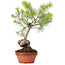 Pinus sylvestris, 39 cm, ± 7 years old