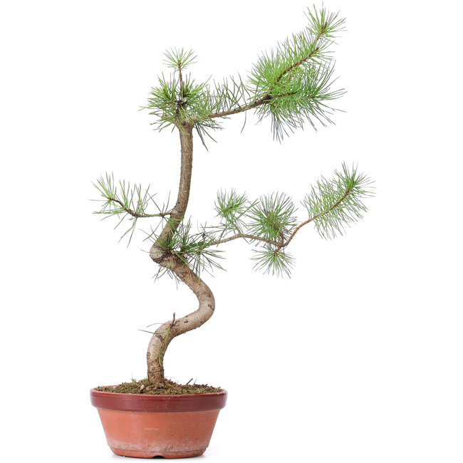 Pinus sylvestris, 48 cm, ± 7 anni