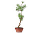Pinus sylvestris, 48 cm, ± 7 anni