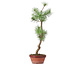 Pinus sylvestris, 48 cm, ± 7 jaar oud