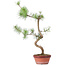 Pinus sylvestris, 48 cm, ± 7 ans