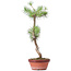 Pinus sylvestris, 48 cm, ± 7 años