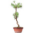 Pinus sylvestris, 48 cm, ± 7 years old