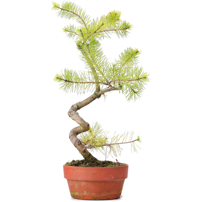 Pinus sylvestris, 45 cm, ± 7 anni, raffigurato con colori invernali