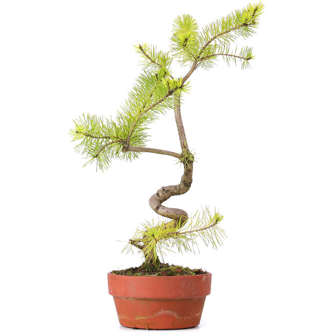 Pinus sylvestris, 45 cm, ± 7 años, representado en colores invernales