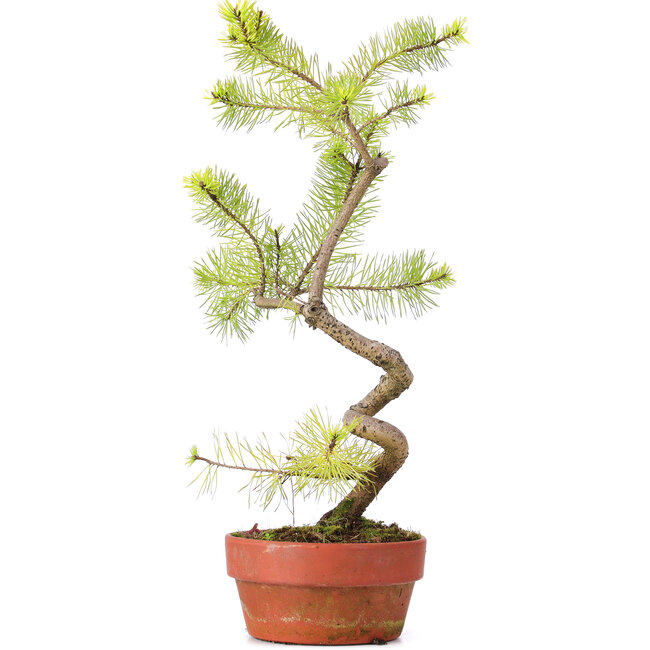 Pinus sylvestris, 45 cm, ± 7 años, representado en colores invernales