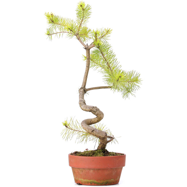 Pinus sylvestris, 45 cm, ± 7 años, representado en colores invernales