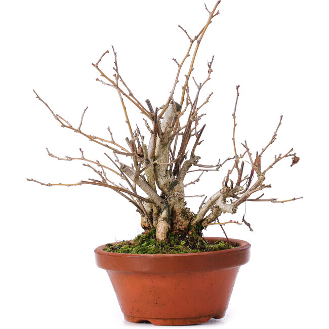 Celastrus orbiculatus, 21 cm, ± 8 Jahre alt