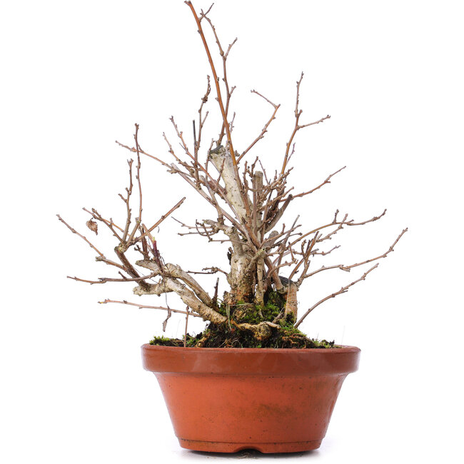 Celastrus orbiculatus, 21 cm, ± 8 ans