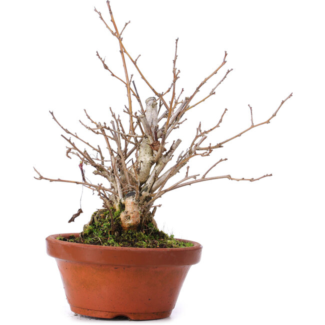 Celastrus orbiculatus, 21 cm, ± 8 years old