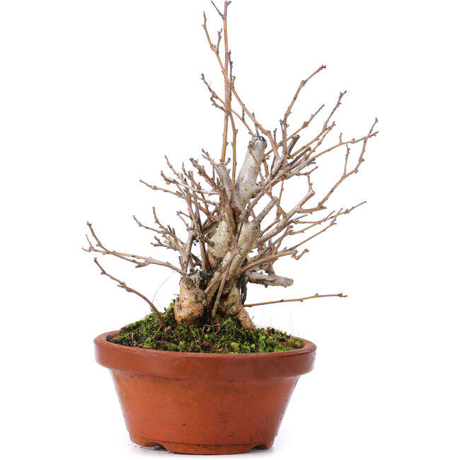 Celastrus orbiculatus, 21 cm, ± 8 años