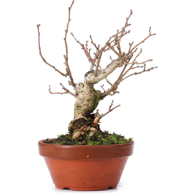 Celastrus orbiculatus, 18,5 cm, ± 8 ans