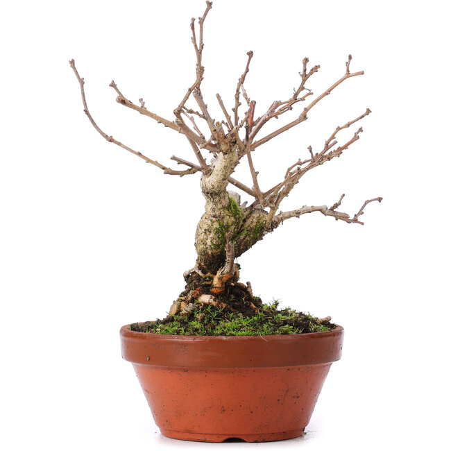 Celastrus orbiculatus, 18,5 cm, ± 8 ans