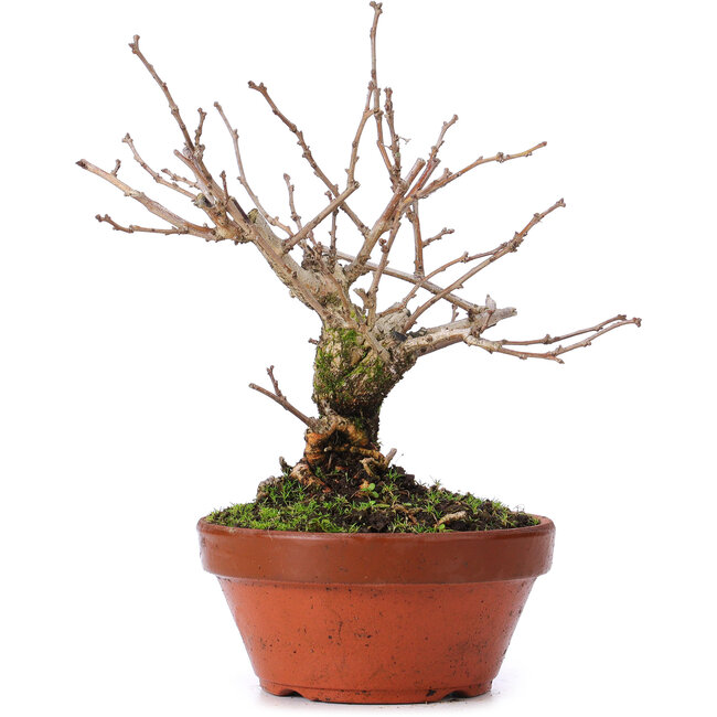 Celastrus orbiculatus, 18,5 cm, ± 8 ans