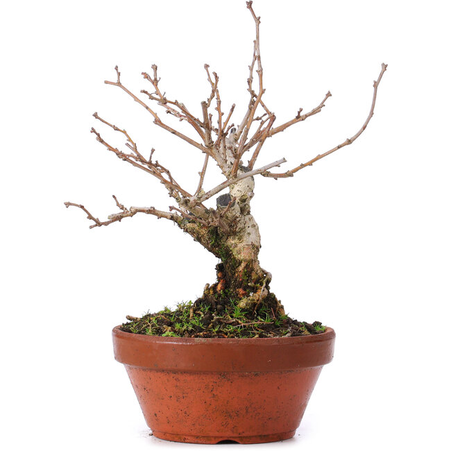 Celastrus orbiculatus, 18,5 cm, ± 8 ans