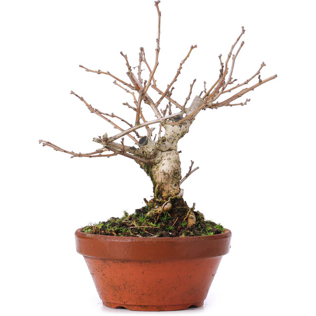 Celastrus orbiculatus, 18,5 cm, ± 8 ans