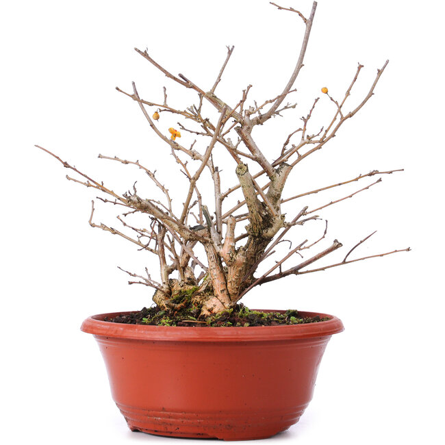 Celastrus orbiculatus, 21,5 cm, ± 8 ans