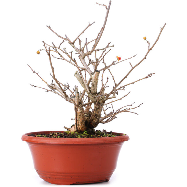 Celastrus orbiculatus, 21,5 cm, ± 8 years old