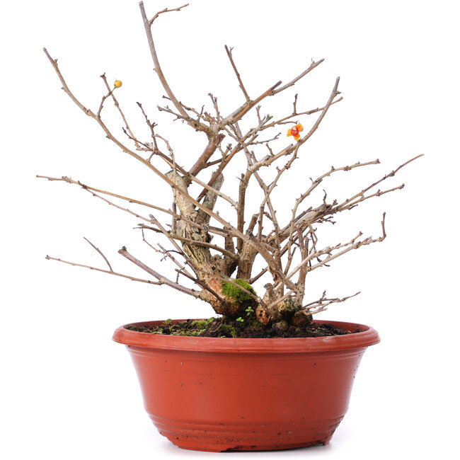 Celastrus orbiculatus, 21,5 cm, ± 8 years old