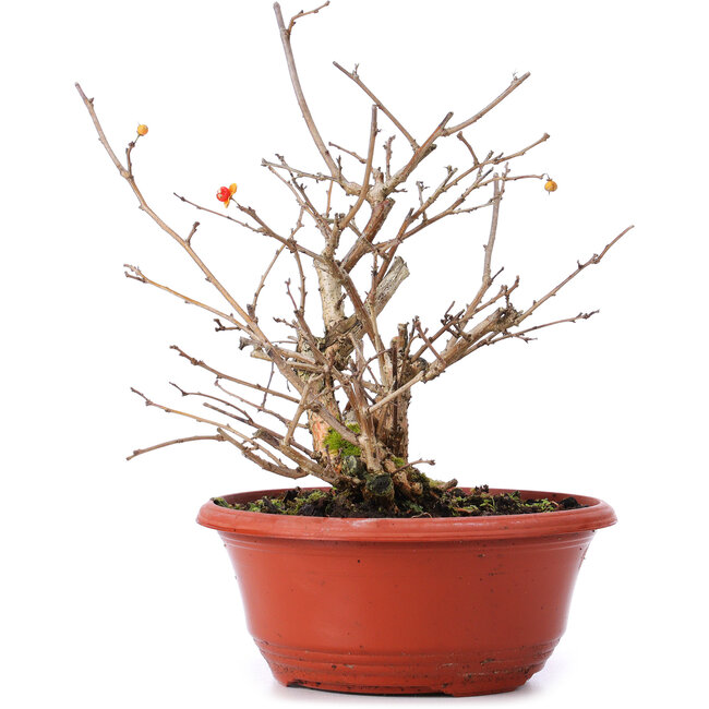 Celastrus orbiculatus, 21,5 cm, ± 8 jaar oud